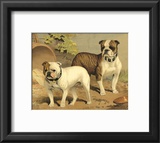 Bull Dogs Prints by Vero Shaw