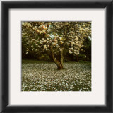 Magnolia Posters by Bent Rej