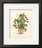 Ivy in a Clay Pot Posters by Cappello 