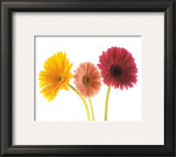 Three Gerberas Prints by Michael Bird