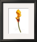 Yellow Calla Print by Jay Schadler