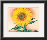 A Sunflower from Maggie, 1937 Posters by Georgia O'Keeffe