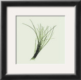 Chives Prints by Nina Farrell