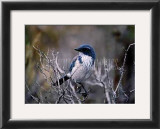 Scrub Jay Posters by Joseph Wolf