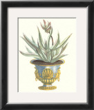 Aloe Africana Posters by Johann Wilhelm Weinmann
