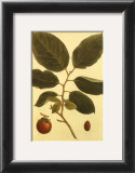 Persimmon Posters