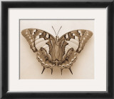 Polyura Pyrrhus, Dorsal View Posters by Raquel Edwards