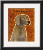 Weimaraner Poster by John Golden