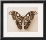 Attacus Atlas Prints by Raquel Edwards