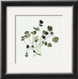 Coriander Art by Nina Farrell