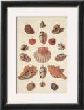 Shells Prints by M. Regenfuss