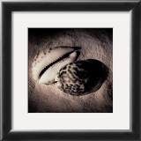 Cowrie Prints by Laurel Wade
