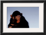 Embarrassed Chimpanzee Art by Tim Davis