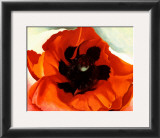 Poppy Posters by Georgia O'Keeffe
