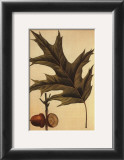 Red Oak Print by Francois A. Michaux