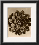 Sepia Botany Study II Prints by Karl Blossfeldt