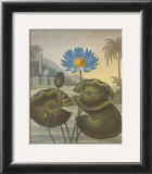 The Blue Egyptian Water-Lily Prints by Dr. Robert J. Thornton