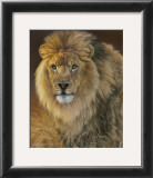Power and Presence: African Lion Prints by Joni Johnson-godsy