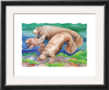 Manatee Family Posters by Paul Brent