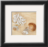 Shells IV Prints by Judy Mandolf