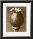 Sepia Botany Study I Print by Karl Blossfeldt