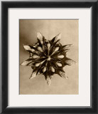 Sepia Botany Study IV Art by Karl Blossfeldt