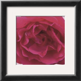 Red Rose Print by Prades Fabregat