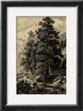 Arolla Pine Print by Ernst Heyn