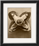 Sepia Botany Study V Posters by Karl Blossfeldt