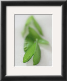 Mangetout Prints by Sara Deluca