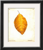 Beech Leaf Prints by Meg Page