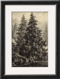 Spruce Pine Posters by Ernst Heyn