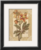 Helleborus Prints by Vivien White
