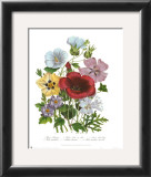 Hibiscus Art by Jane W. Loudon