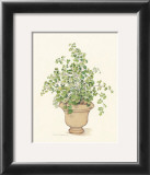 Green Plant in a Clay Pot Print by Cappello 
