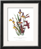 Sphoerospora Imbricata Posters by Jane W. Loudon