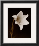 White Flower Prints by Prades Fabregat