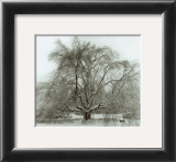 Winter Prints by Richard Calvo