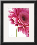 Pretty In Pink Posters by Annemarie Peter-jaumann