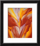 Red Canna Posters by Georgia O'Keeffe