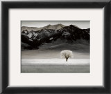 Solitary Tree Prints by Dennis Frates