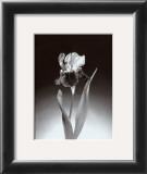 Iris Pôsteres por Elizabeth King Brownd Iris Pôsteres por Elizabeth King Brownd