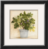 Figuier en Pot Prints by Vincent Jeannerot