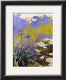 Les agapanthes Prints by Claude Monet
