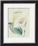 Calla Lily I Print by Paul Hargittai