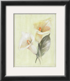 Calla Lily IV Posters by Paul Hargittai