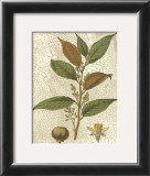 Fitch Leaves II Posters by Walter H. Fitch