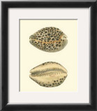 Leopard Cowry Shells Posters by George Shaw
