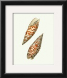 Volute Shells Poster by George Shaw
