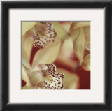 Cymbidium Flow I Print by Jane-Ann Butler